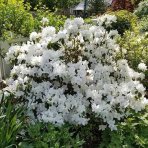 Azalka japonská (Azalea japonica) ´PALESTRINA BLANCHE´ - výška 40-50 cm, kont. C1,5L